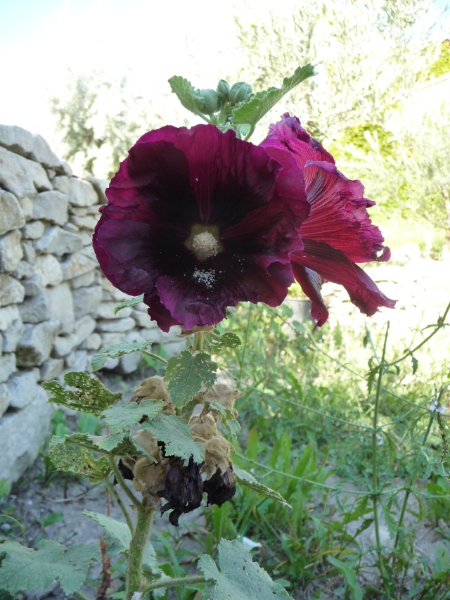 Althaea rosea, Alcea rosea, Rose trémière 2011, c'est parti!! ça continue en 2012! - Page 6 P1140915