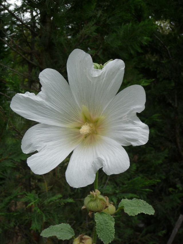 Althaea rosea, Alcea rosea, Rose trémière 2011, c'est parti!! ça continue en 2012! - Page 7 P1150223