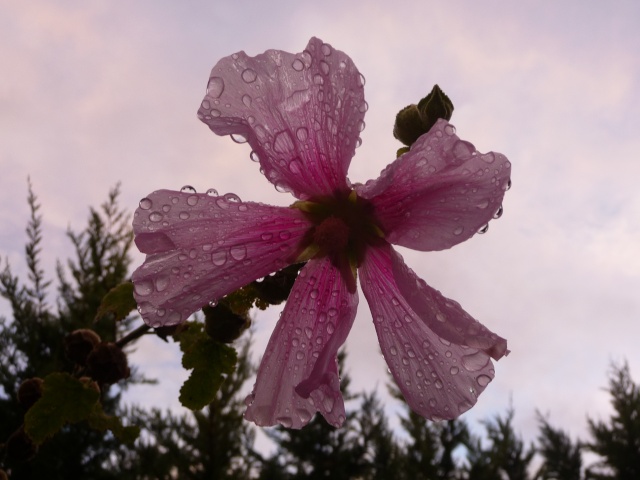 Sous la pluie.... P1150314