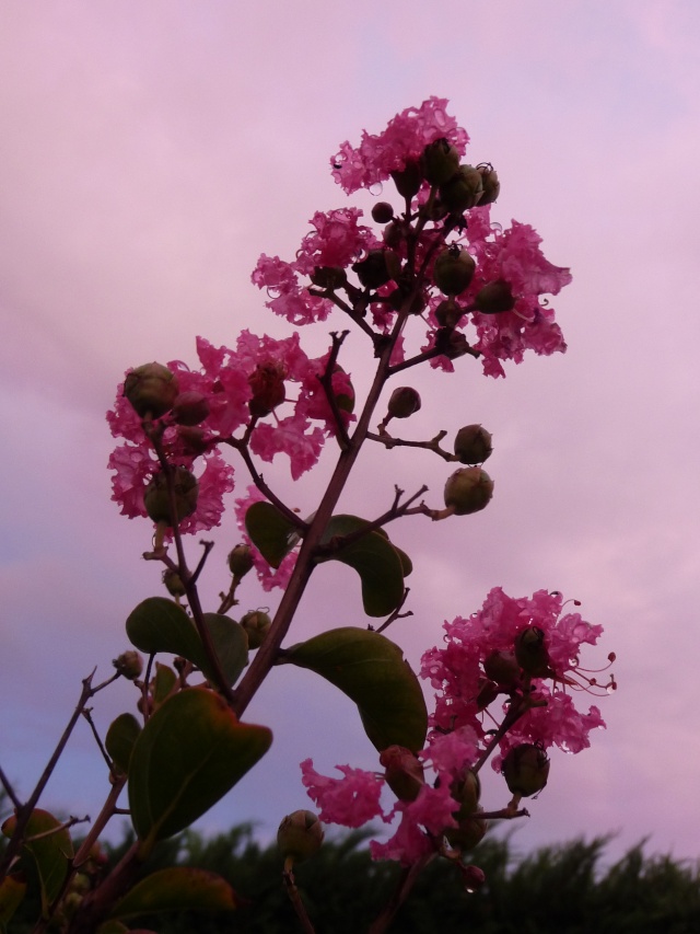 Lagerstroemia - Page 3 P1150323