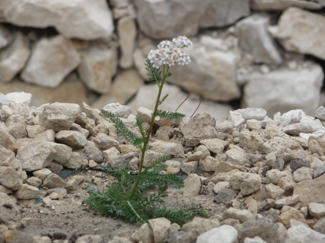 Une Achillea, mais laquelle? Achillea millefolium P1150737