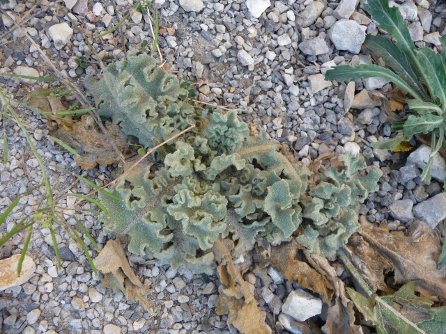 Plante au feuilles grises à identifier : Verbascum undulatum  P1150812