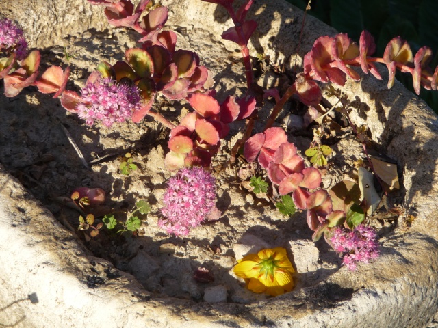 Sedum sieboldii , Orpin nain. - Page 3 P1150817