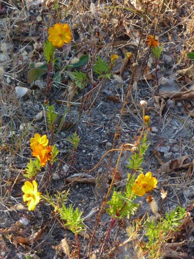 Cosmos sulphureus P1150820