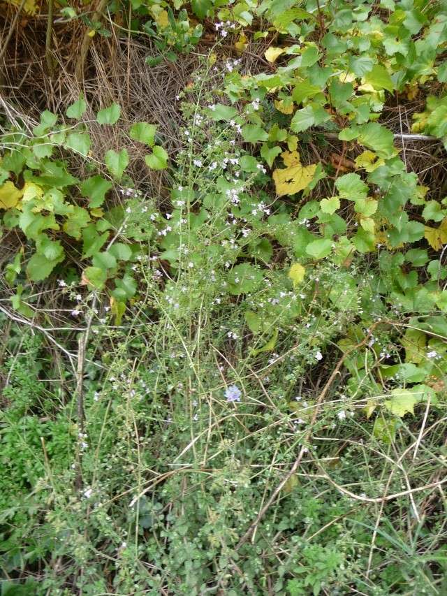 Petites fleurs roses : Calamintha nepeta  P1150932