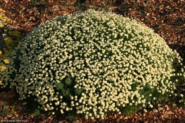 Santolina viridis 'Alba' Santol10