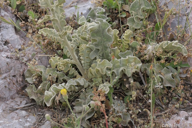 Plante au feuilles grises à identifier : Verbascum undulatum  Verbas10