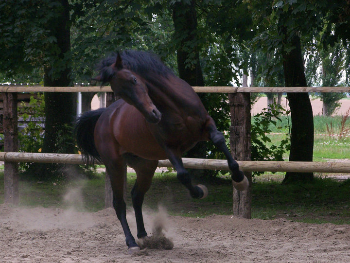 concours de janvier : "cheval en l'air" 38702_10