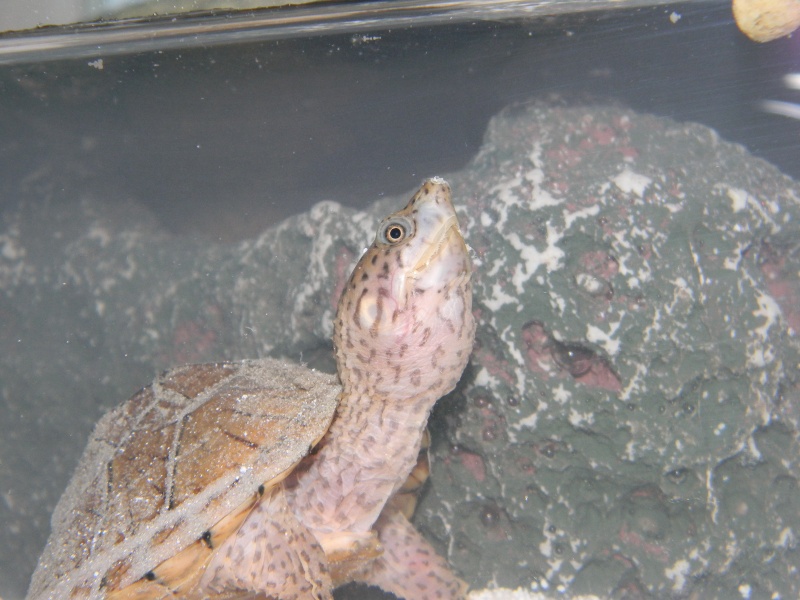 Sternotherus Carinatus * Maintenance In Natura 00422