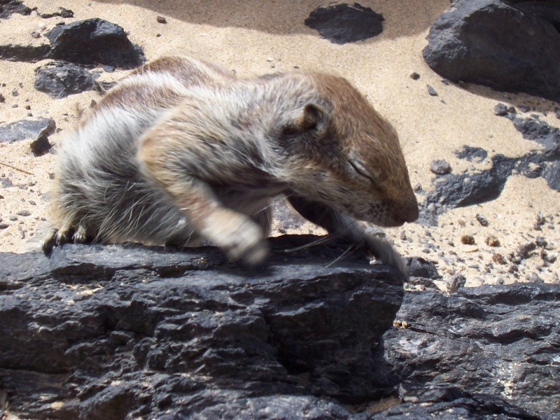 Canary Islands, Fuerteventura, Costa Carma, Melia Gorriones Hotel Fuerte22