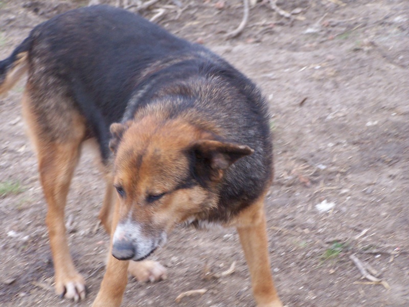 Fifi adorable petite chienne croisée 6 ans - Asso Mukitza (en fa) Fifi_10