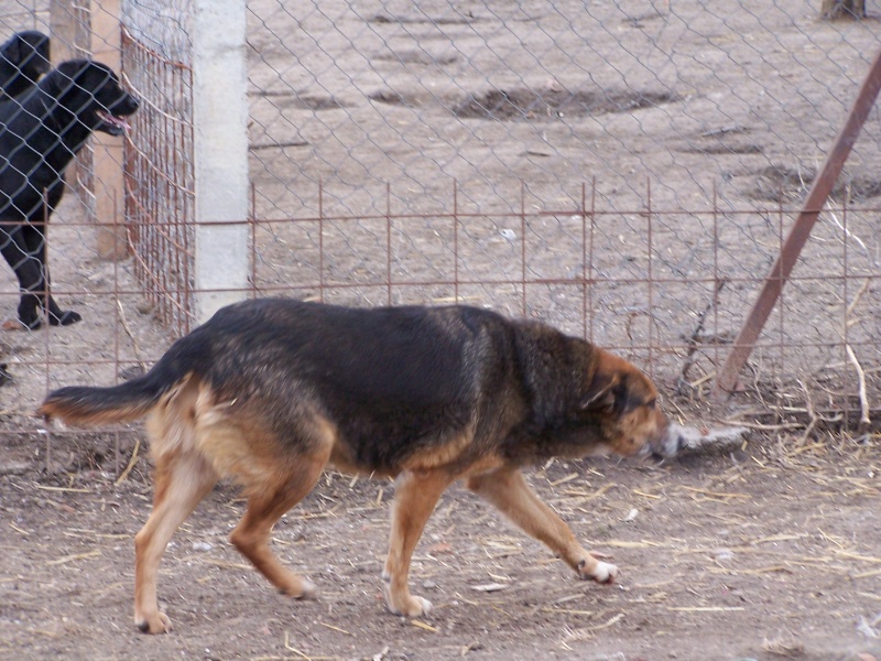 Fifi adorable petite chienne croisée 6 ans - Asso Mukitza (en fa) Fifi_310