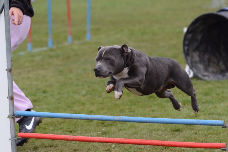 Un schtroumpf en agility Dsc_2310