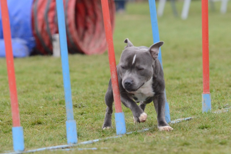 Un schtroumpf en agility Dsc_2313