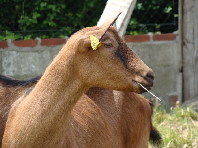VALDA - chèvre alpine 2 ans - Asso Bêtes de Scène (35) Dsc01149