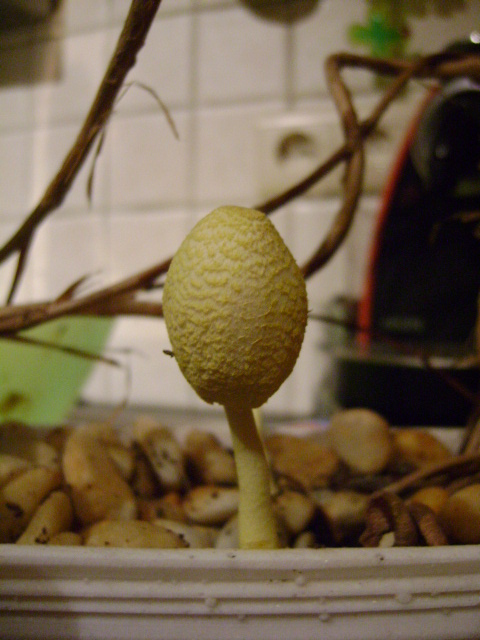 Leucocoprinus birnbaumii Dsc02115