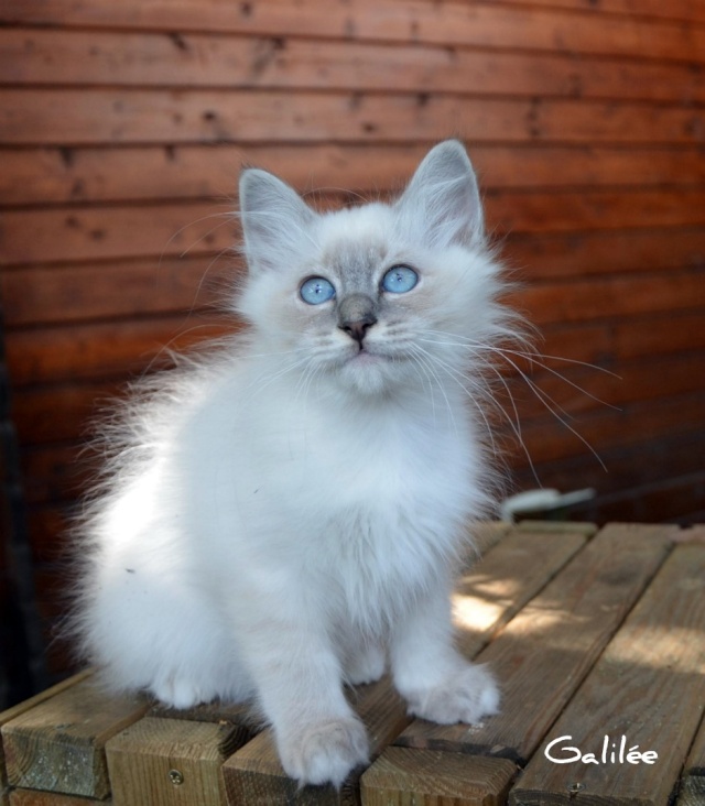 Les bleus de Frisquette Dsc_1011