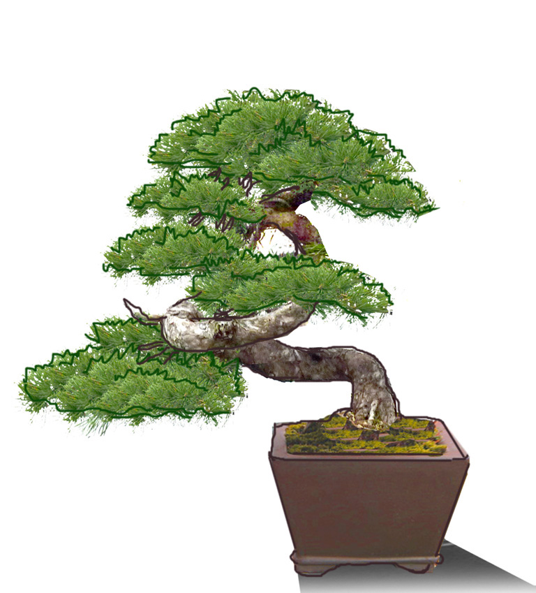 Pinus sylvestris Pinvir11