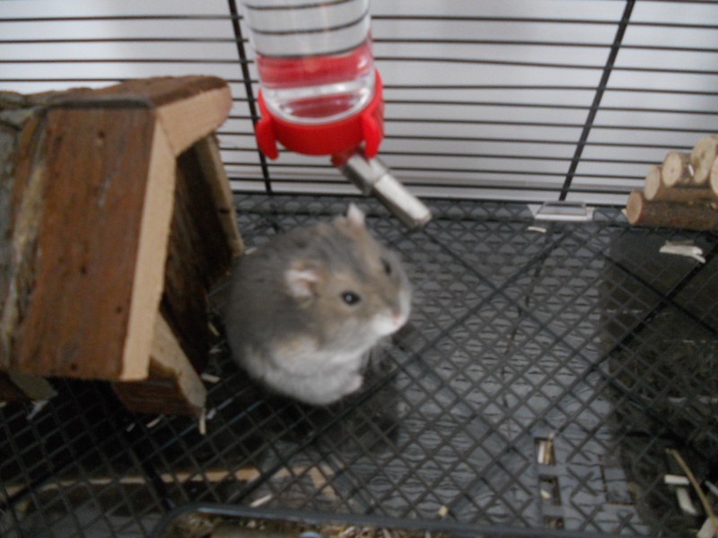 Vodka, mon hamster Russe - Photos & Vidéos de nos hamsters - Nimo