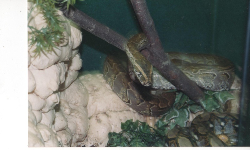 Mes Reptiles passés ou présents en photo! Python17