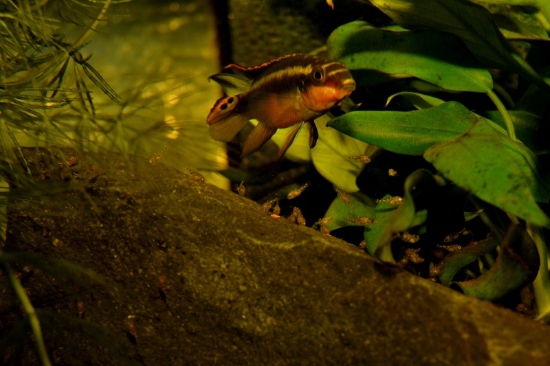 Pelvicachromis pulcher Dsc_0534