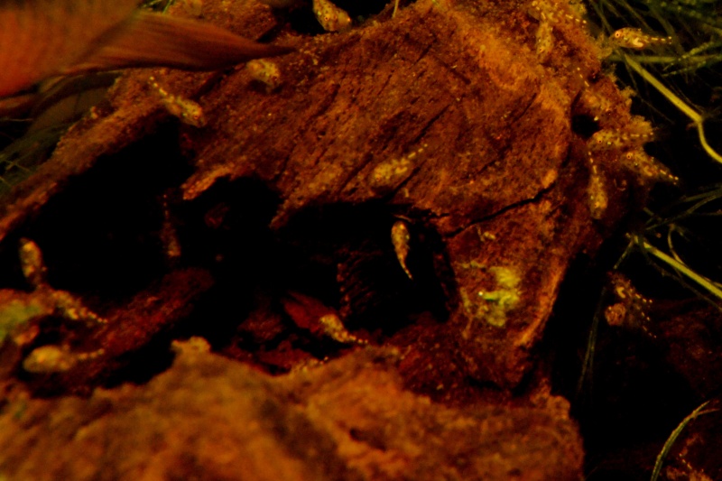 Pelvicachromis pulcher Dsc_0535