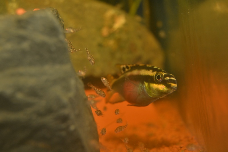 Pelvicachromis pulcher Dsc_0615