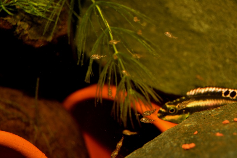 Pelvicachromis pulcher Dsc_0617