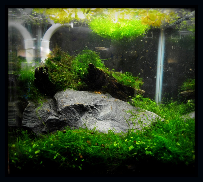 Mes aquariums : - Page 10 Pic2_110