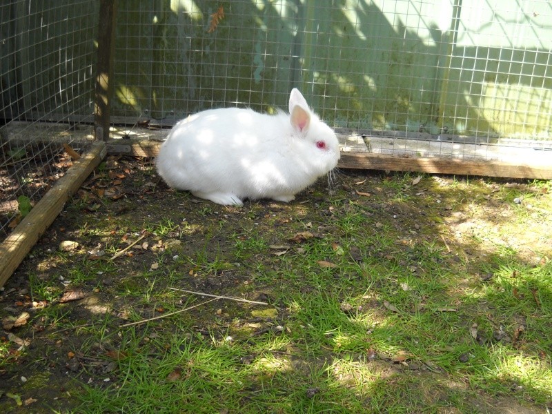 Alix, jeune lapin mâle - 77 (Rêves De Toits) 01411