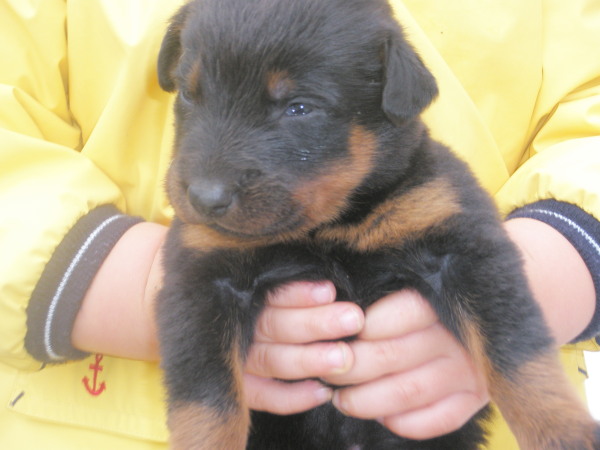 Chiots Beauceron LOF 20111013