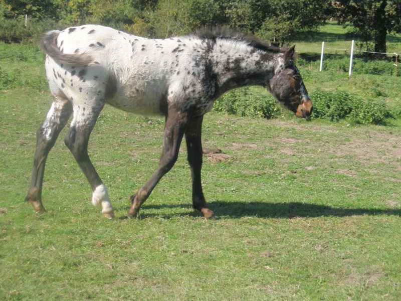 Bella Luna - pouliche OC mais bien tâchée ... P9280013