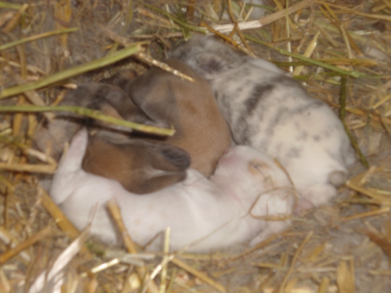 petit lapins nés le 11 fevrier Dsc06818
