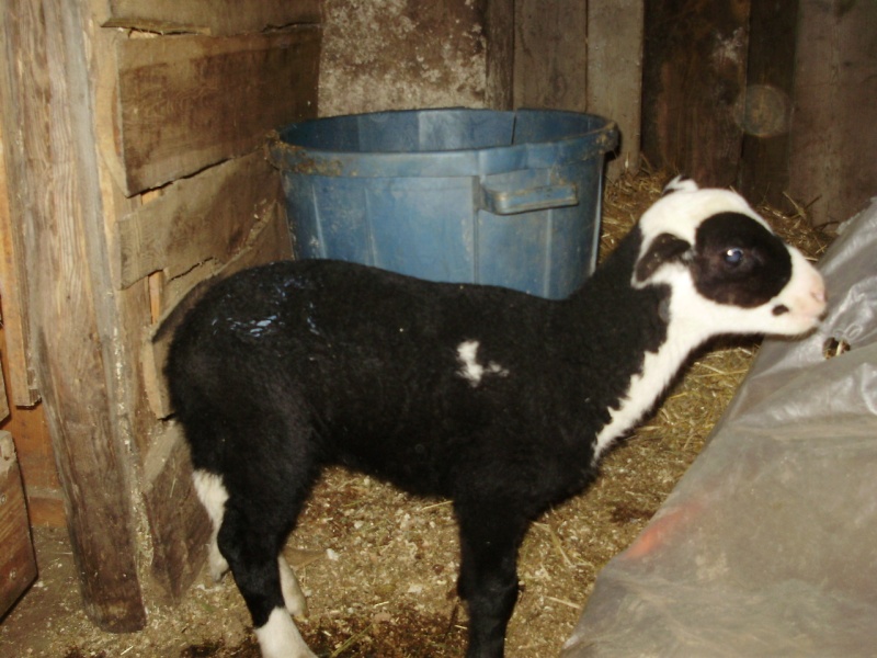 naissance d'un mouton Pa280011