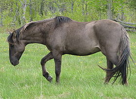 De quelle race est ce cheval ? - Page 6 280px-10