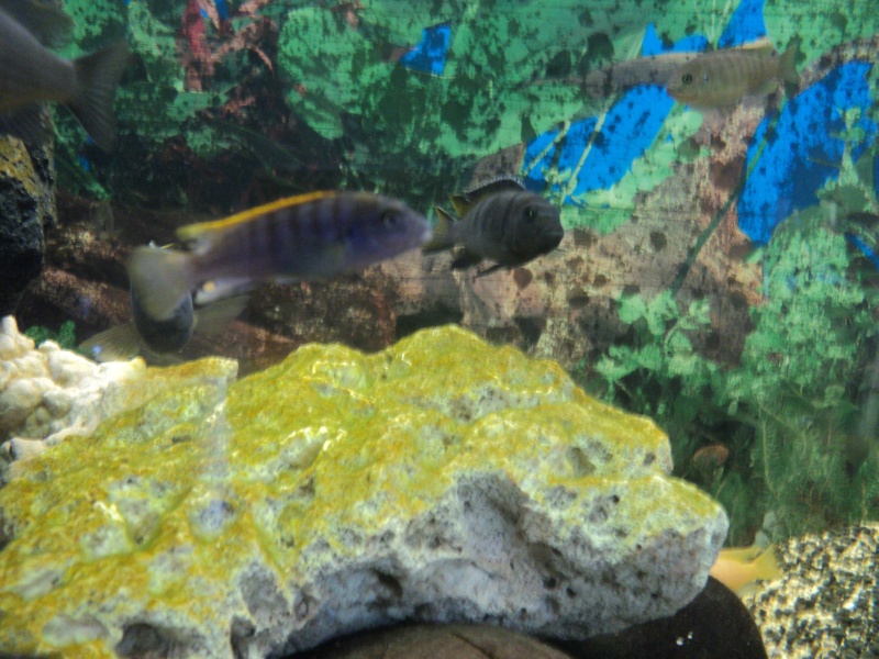 Nimbochromis fuscotaeniatus Dsc02013