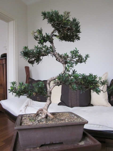 podocarpus Noel_215