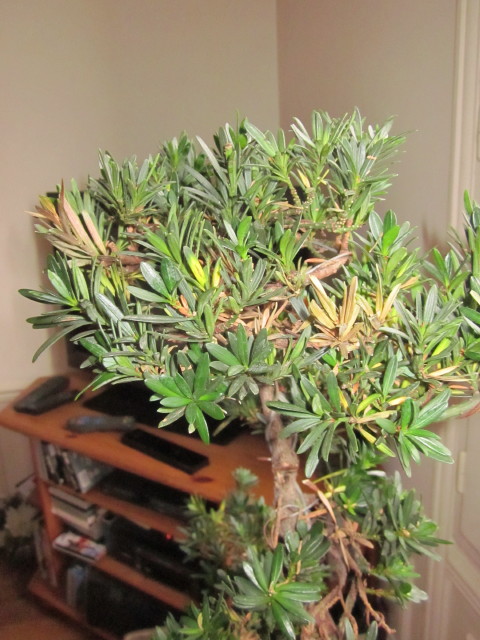 podocarpus Noel_217