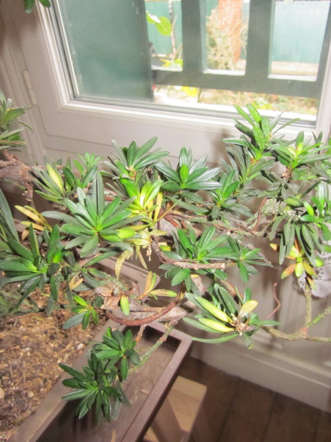 podocarpus Noel_234