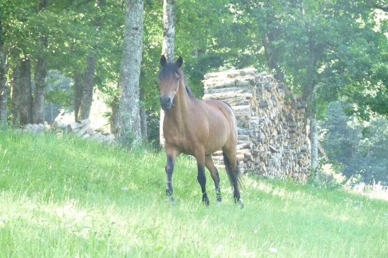 Bambi adopté cocoyann - Page 6 P1060812