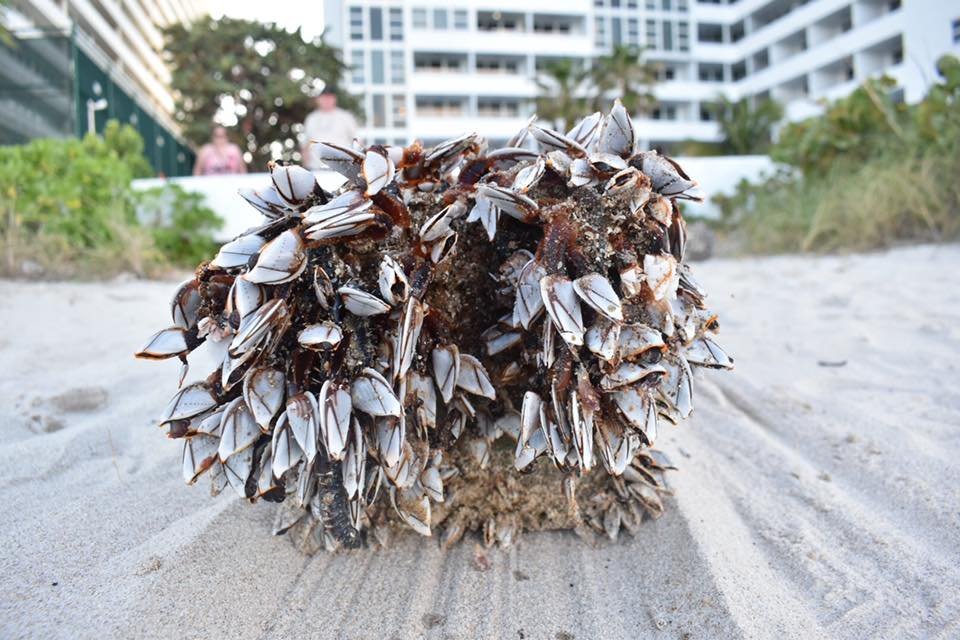 Une mystérieuse Croix de bois sur une plage de Floride Web-cr11