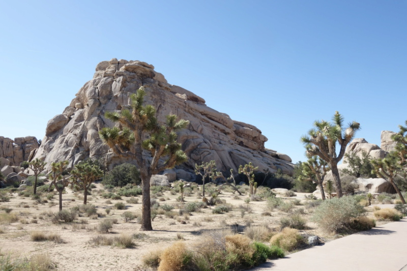 Le désert de Mojave Dsc04415