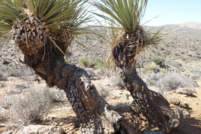 Le désert de Mojave Dsc04417
