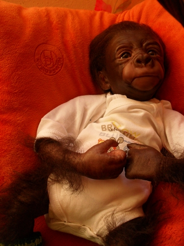 Kleines Gorilla-baby Kiwi Sdc15750