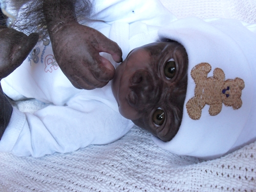 Kleines Gorilla-baby Kiwi Sdc15751