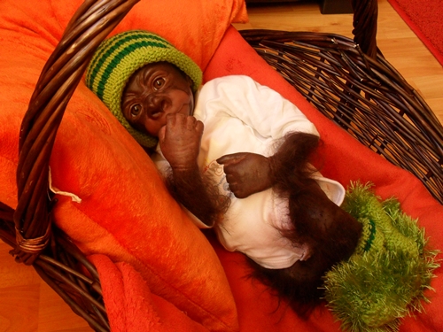 Kleines Gorilla-baby Kiwi Sdc15820