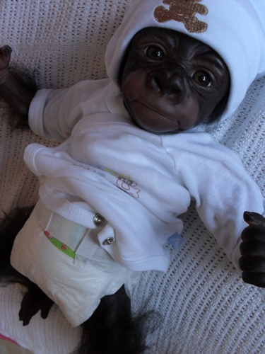 Kleines Gorilla-baby Kiwi Sdc15821
