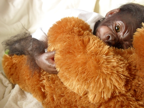 Kleines Gorilla-baby Kiwi Sdc15824