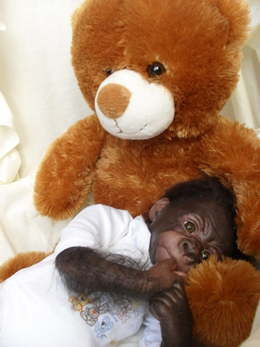 Kleines Gorilla-baby Kiwi Sdc15825