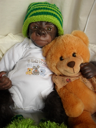 Kleines Gorilla-baby Kiwi Sdc15827